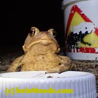 /home//u458753944/public_html/sourcegallery//Roxborough Toad Detour/2013-2019/2019/53817012_10218763678631999_7134973218858729472_o.jpg